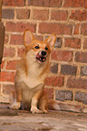 sitting Welsh Corgi Pembroke