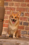 sitting Welsh Corgi Pembroke