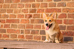 sitting Welsh Corgi Pembroke