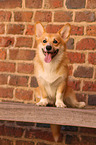 sitting Welsh Corgi Pembroke