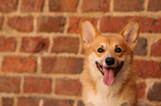 Welsh Corgi Pembroke Portrait