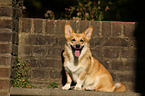 sitting Welsh Corgi Pembroke