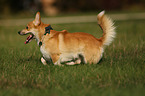 running Welsh Corgi Pembroke