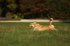 playing Welsh Corgi Pembroke