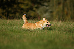 running Welsh Corgi Pembroke