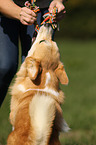 Welsh Corgi Pembroke