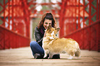 male Welsh Corgi Pembroke