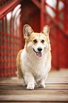 male Welsh Corgi Pembroke