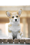 Welsh Corgi Pembroke Puppy