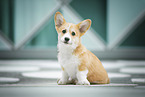 Welsh Corgi Pembroke Puppy