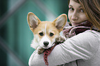 Welsh Corgi Pembroke Puppy