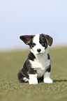 sitting Welsh Corgi Pembroke Puppy