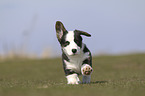 walking Welsh Corgi Pembroke Puppy