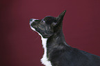 Welsh Corgi Pembroke Puppy portrait