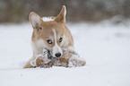 lyingt Welsh Corgi Pembroke Puppy