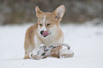 standing Welsh Corgi Pembroke Puppy