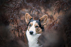 Welsh Corgi Pembroke portrait