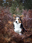 Welsh Corgi Pembroke