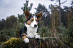 lying Welsh Corgi Pembroke