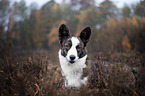 Welsh Corgi Pembroke portrait