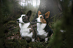 sitting Welsh Corgi Pembrokes