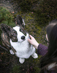 sitting Welsh Corgi Pembroke