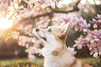 Welsh Corgi Pembroke portrait