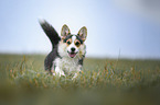 Welsh Corgi Pembroke runs over meadow