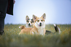 two Welsh Corgi Pembrokes