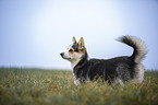 standing Welsh Corgi Pembroke