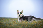 standing Welsh Corgi Pembroke