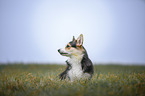 sitting Welsh Corgi Pembroke