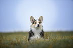 sitting Welsh Corgi Pembroke