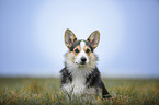 sitting Welsh Corgi Pembroke