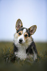 sitting Welsh Corgi Pembroke