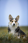 sitting Welsh Corgi Pembroke