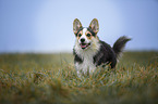 Welsh Corgi Pembroke runs over meadow