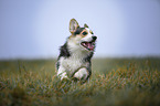 Welsh Corgi Pembroke runs over meadow