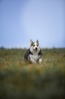 Welsh Corgi Pembroke runs over meadow