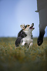 Welsh Corgi Pembroke runs over meadow