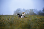 Welsh Corgi Pembroke runs over meadow