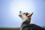 Welsh Corgi Pembroke Portrait