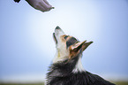 Welsh Corgi Pembroke Portrait