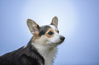 Welsh Corgi Pembroke Portrait