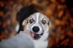 young Welsh Corgi Pembroke