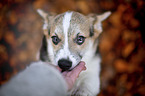 young Welsh Corgi Pembroke