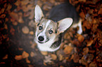 young Welsh Corgi Pembroke