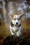 young Welsh Corgi Pembroke