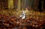 young Welsh Corgi Pembroke