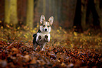 young Welsh Corgi Pembroke